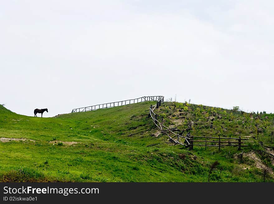 Free horse grazing horizon. Silhouette of a horse and a fence in sight.