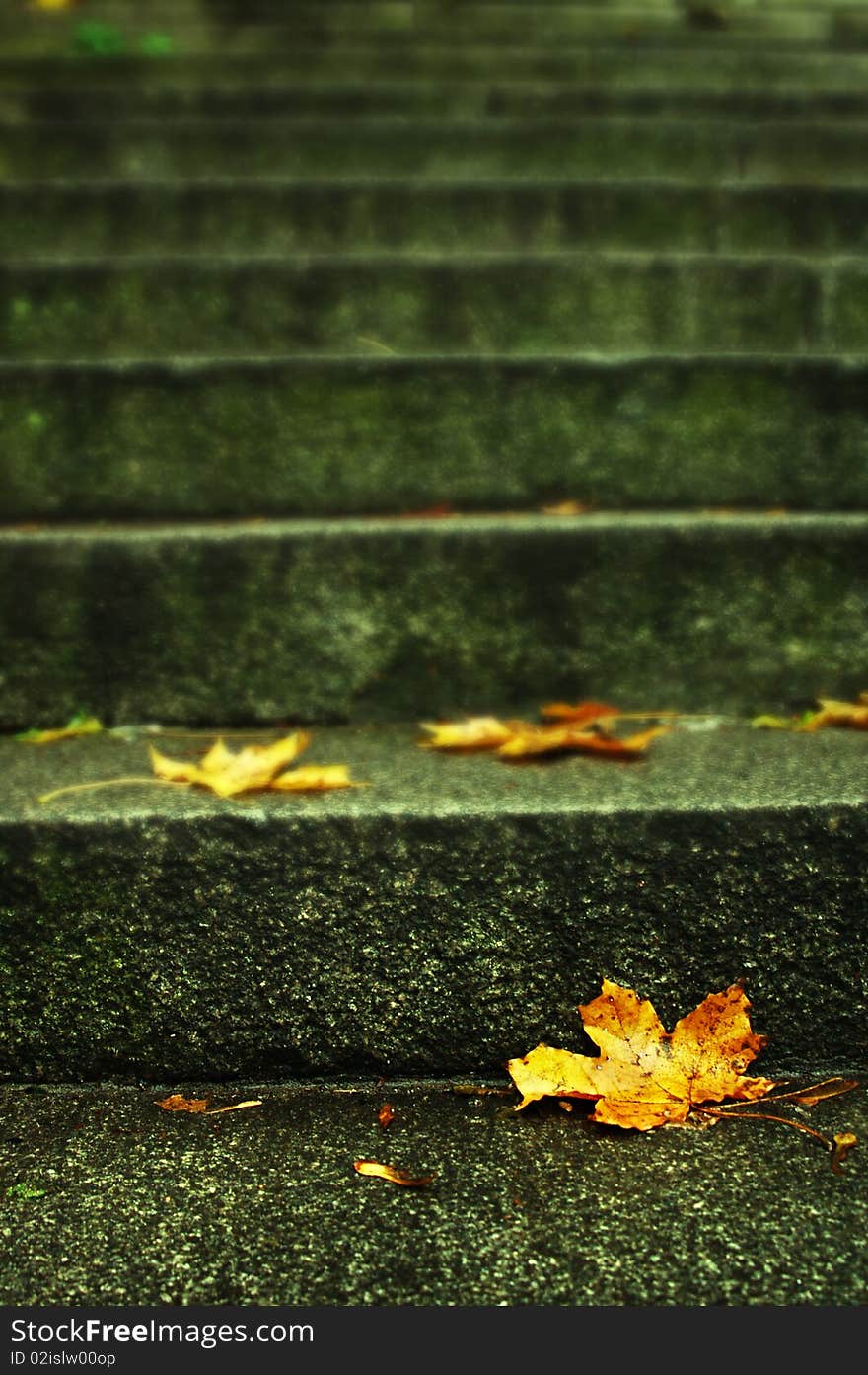 Autumn Leaf On Stairs