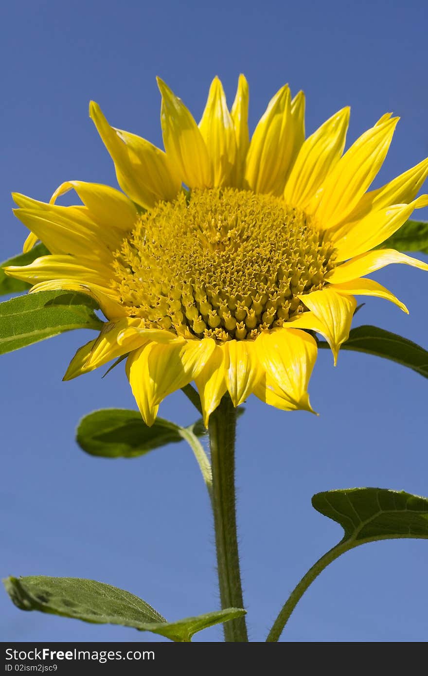 Sunflower stem bloom in summer