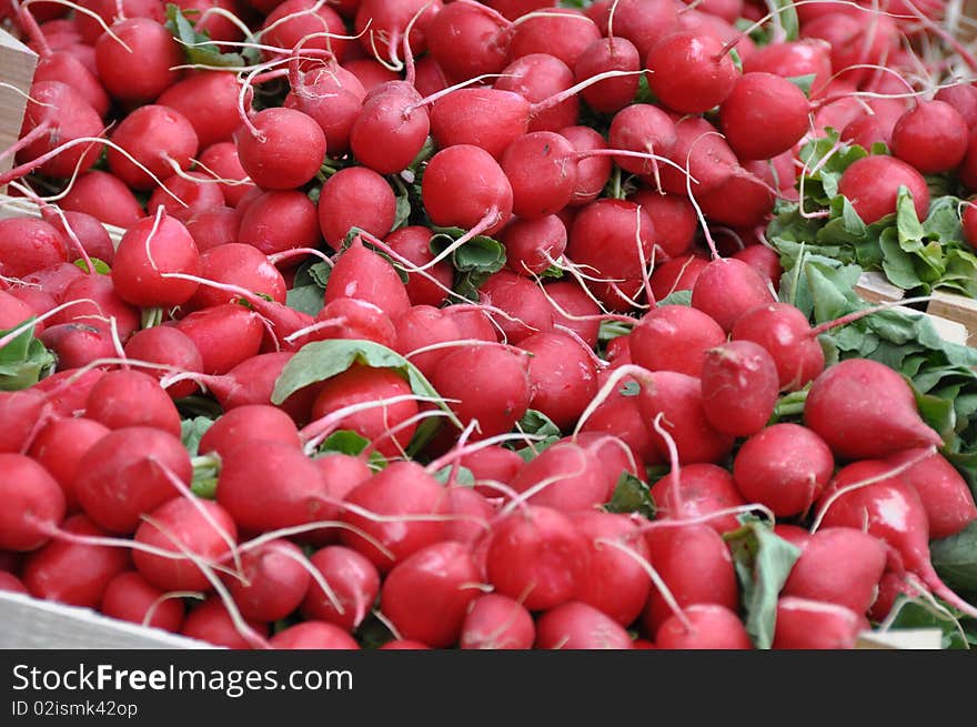 Red radishes 1