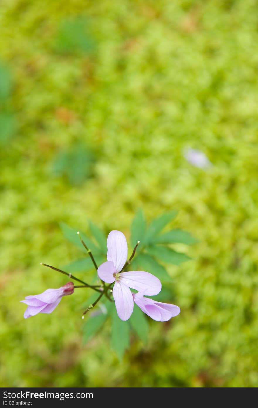 Pink flower on a background of mosss