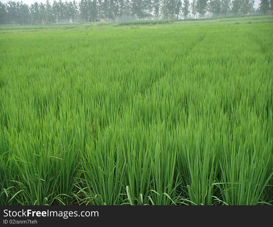 Paddy field