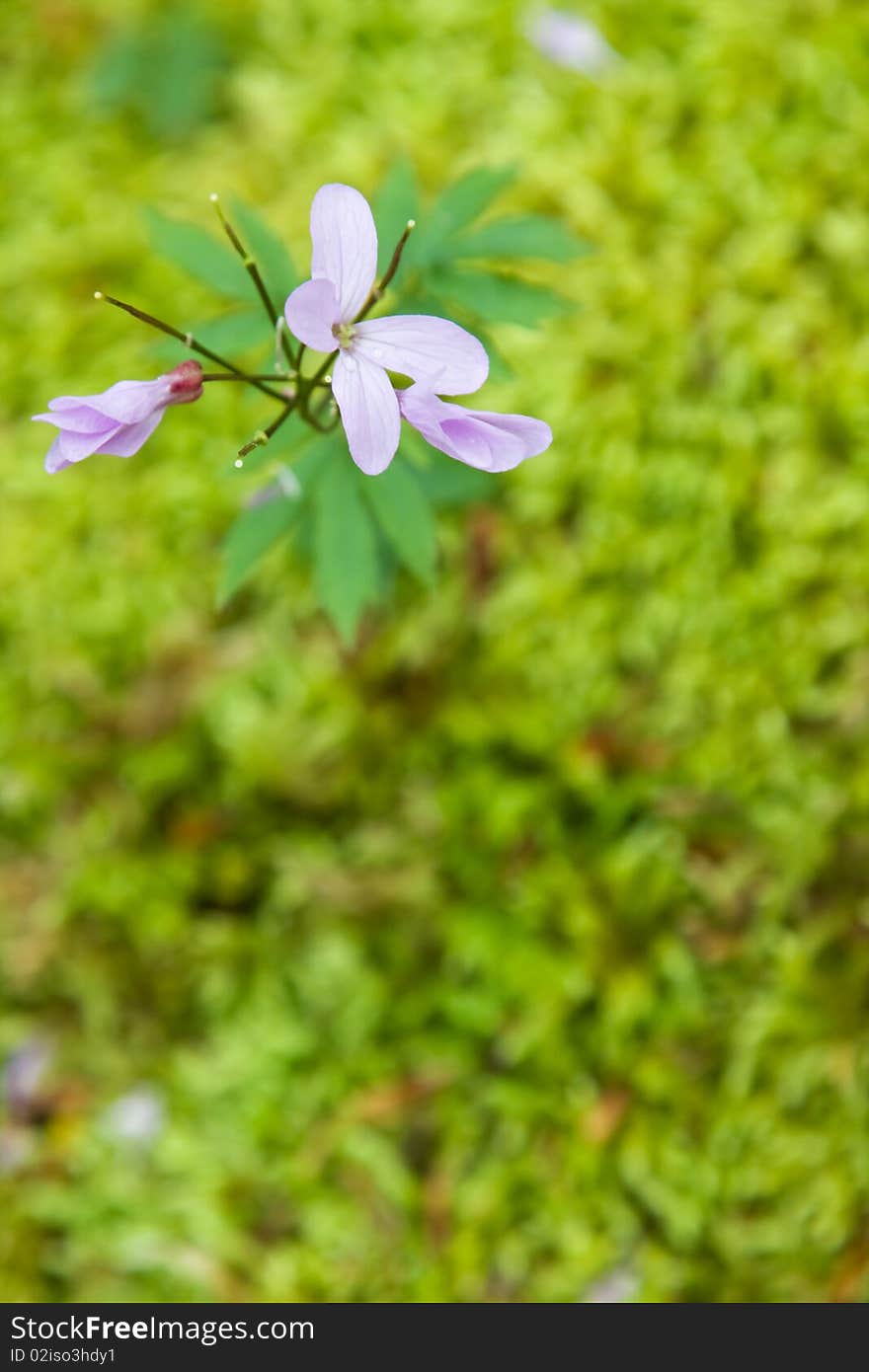 Pink flower on a background of mosss