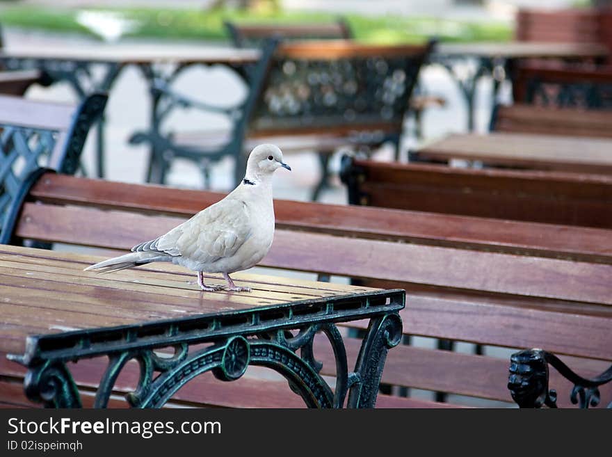 The first visitor - in the outdoor cafe table is a dove. The first visitor - in the outdoor cafe table is a dove