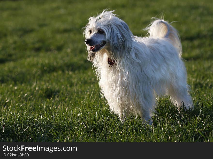 Chinese Crested Dog - Powderpuff