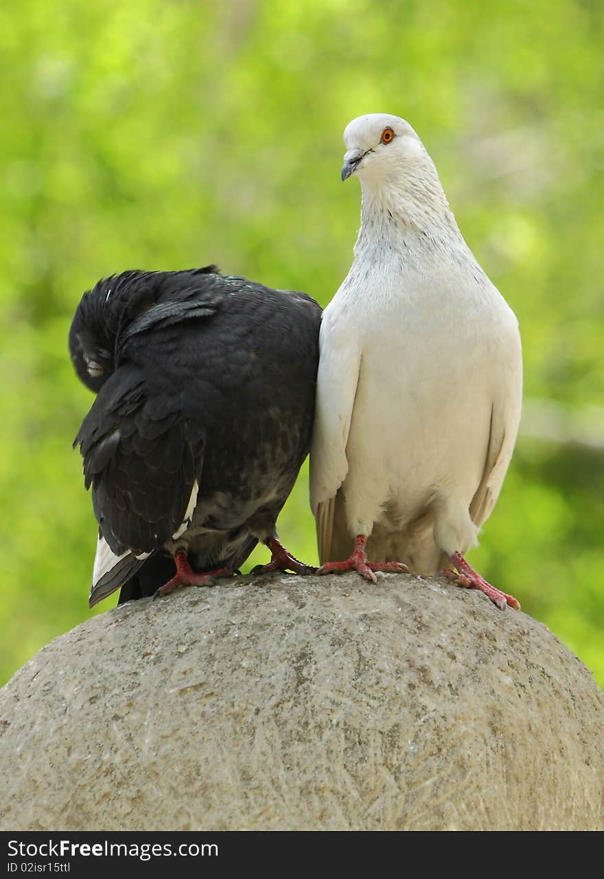 Two wild pigeons sitting on a stone ball