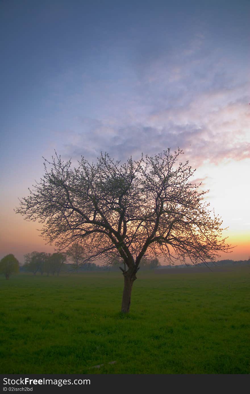 Lonely tree during sunset in spring - rural landscape