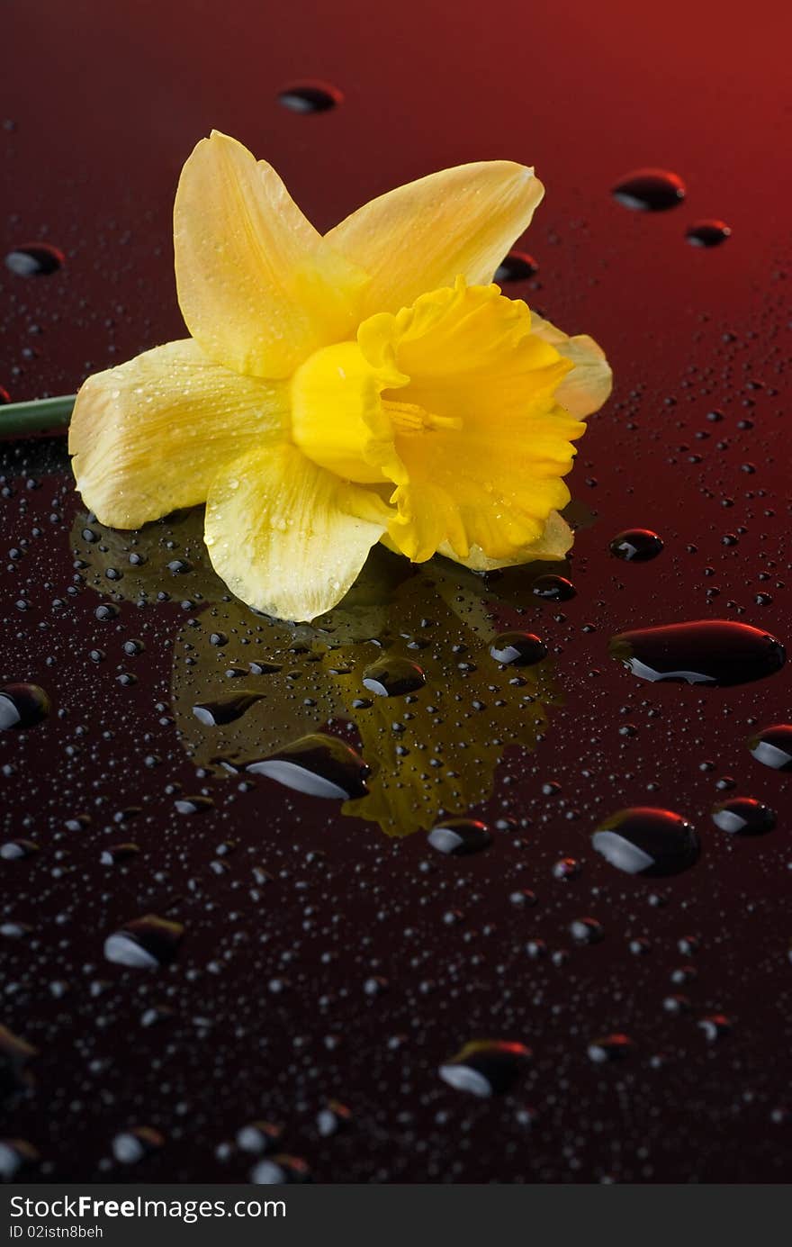 Yellow narcissus on red background with water drops