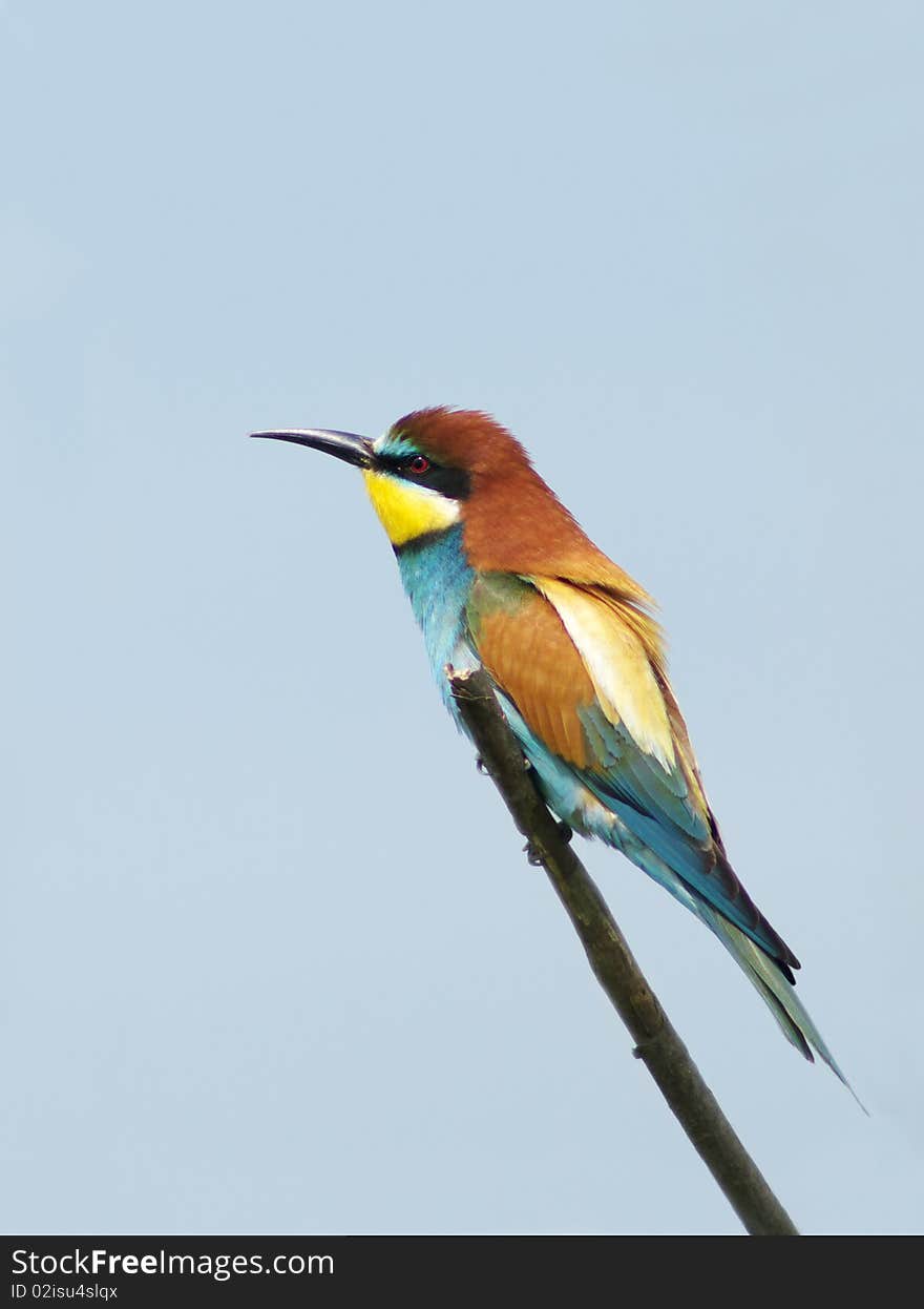 European bee eater on branch merops apiaster