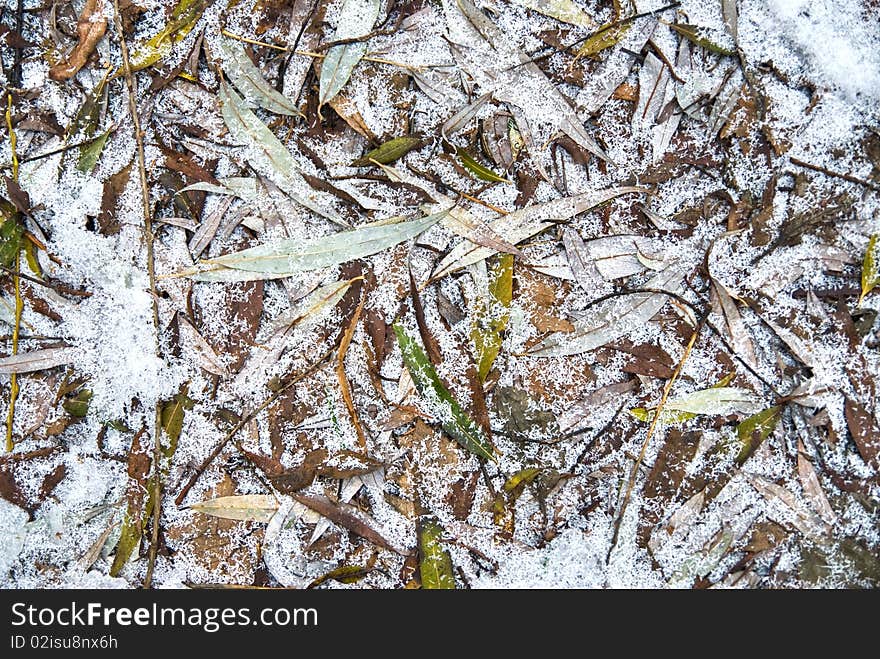 Leaves with frost