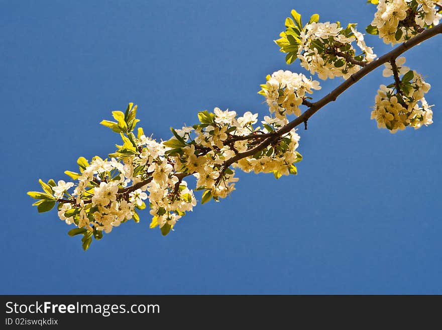 Branch Of A Blossoming Tree