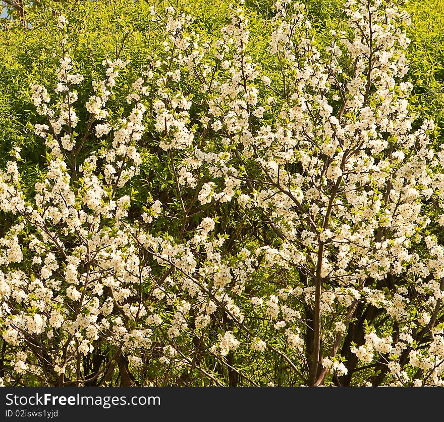 Blossoming Tree