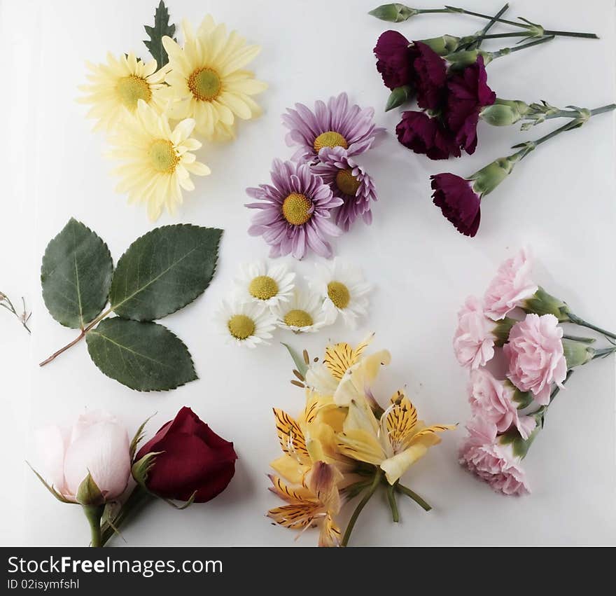 Grouping of fresh cut flowers on white background