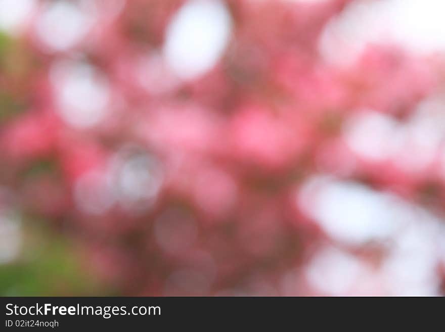 Out of focus shot of a flowering cherry tree. Out of focus shot of a flowering cherry tree