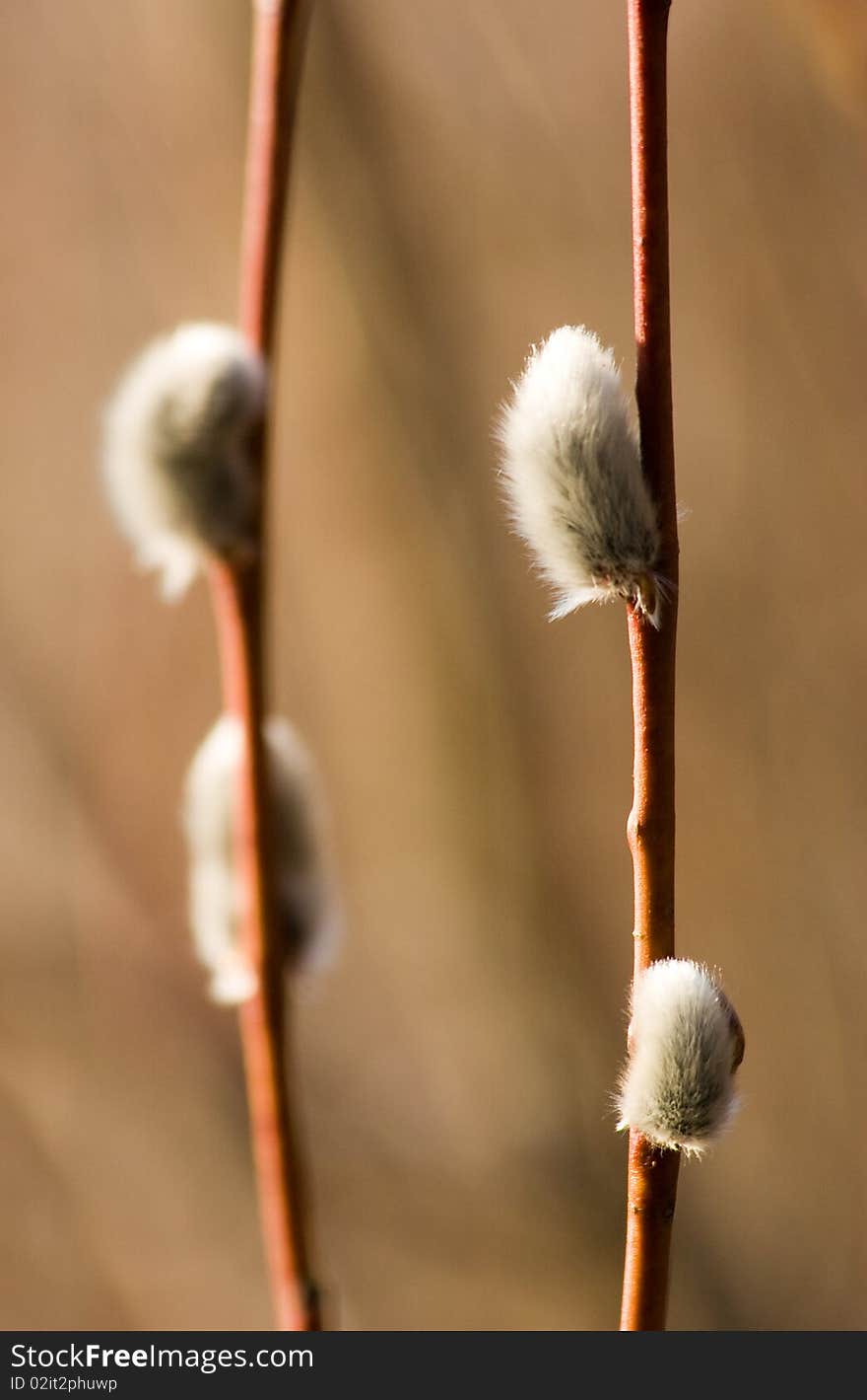 Willow catkins