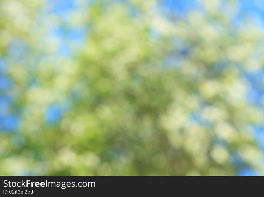 Out of focus shot of a flowering cherry tree. Out of focus shot of a flowering cherry tree