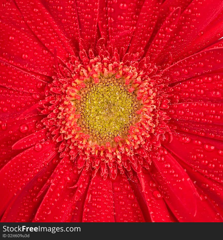 Red gerbera flower with water drops closeup