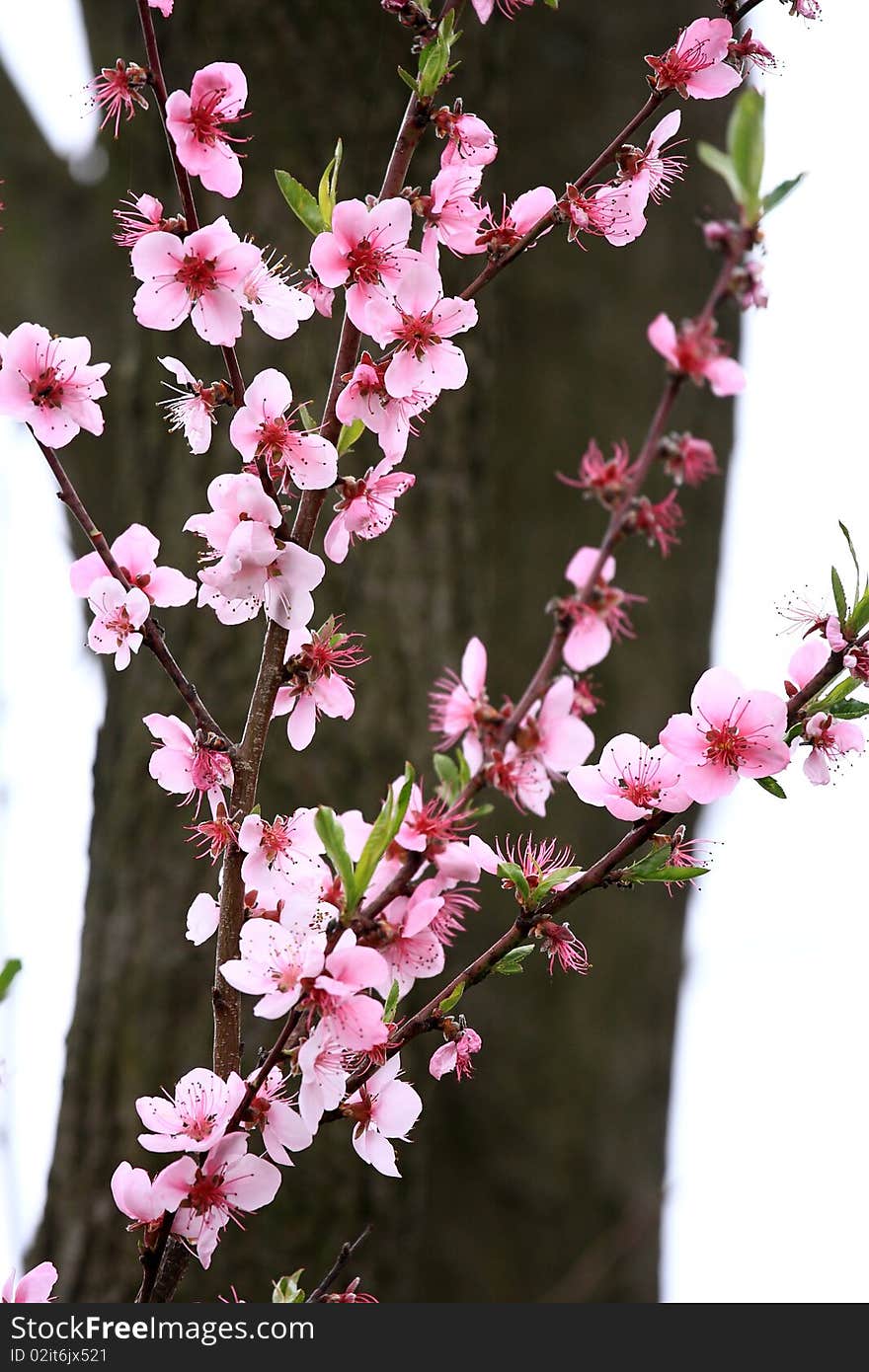 Beautiful peach blooms in spring, before the log. Beautiful peach blooms in spring, before the log