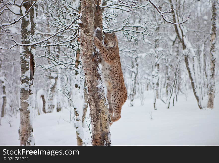 A female Lynx climbs a tree. A female Lynx climbs a tree