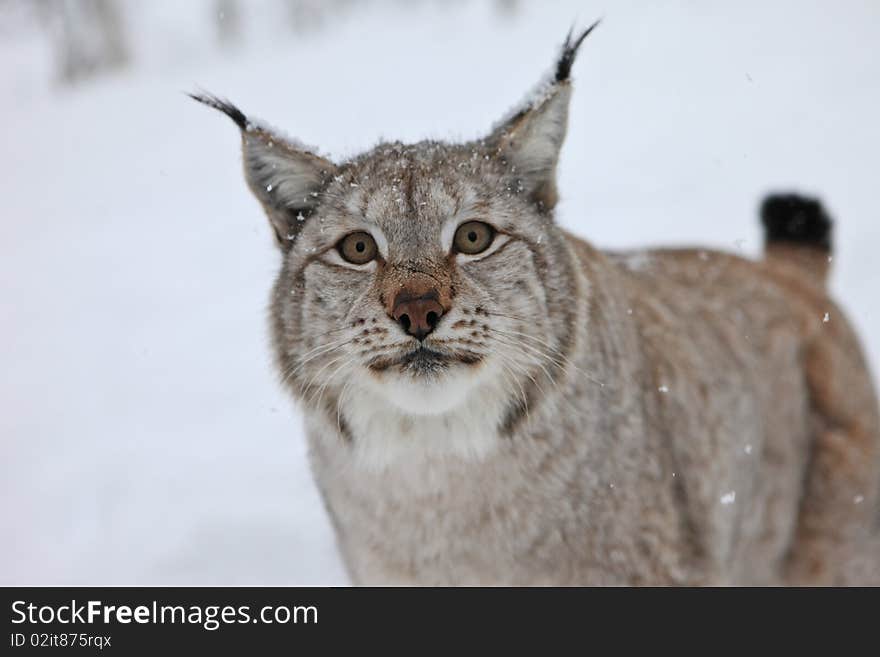 A male Lynx stares, northern Norway