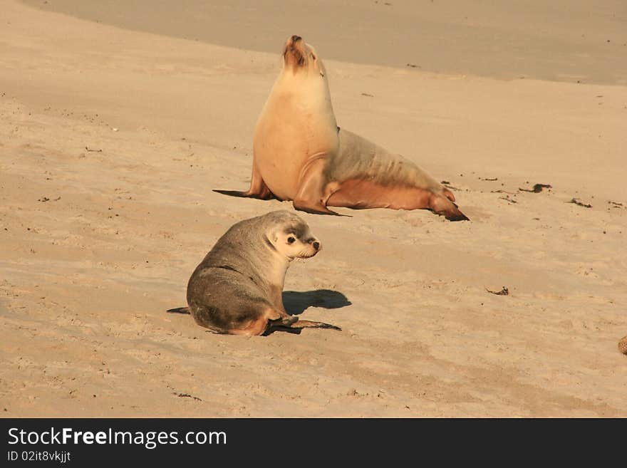 Two seals on a beach