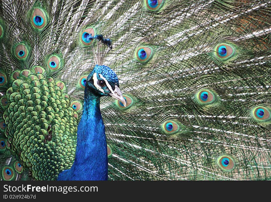 A peacock's head with the bird's plumage raised behind it.