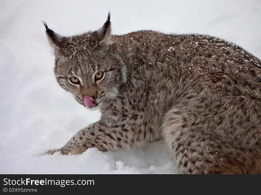 Female Lynx licks its lips