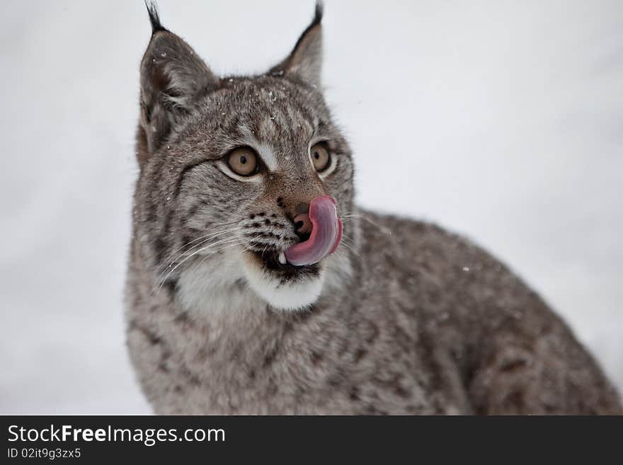 Female Lynx Licks Its Lips