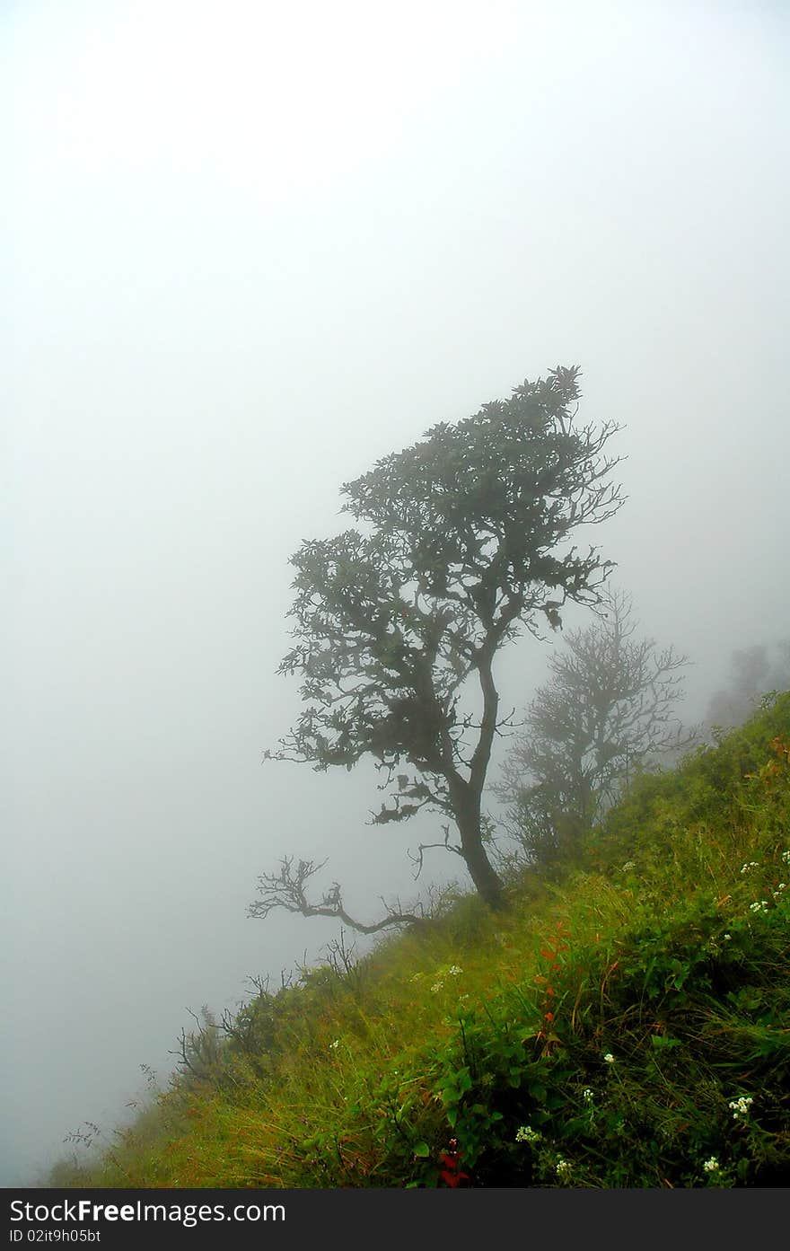 Tree in fog, chiang mai thailand