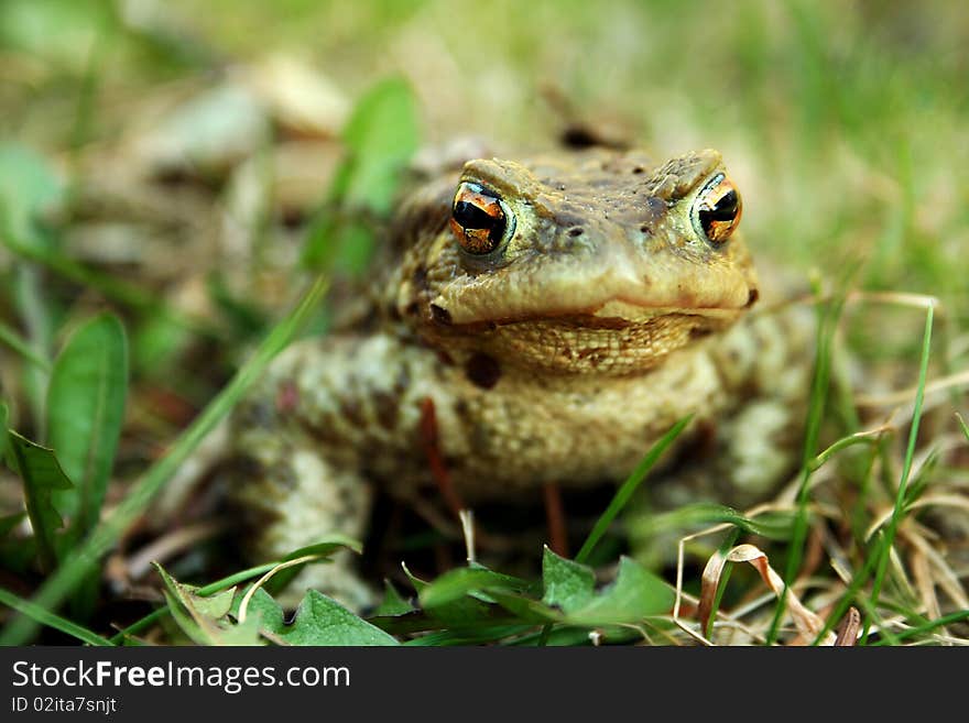 Bullfrog in the grass, amphibian