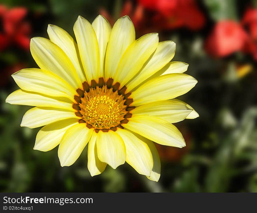 a Macro of a yellow Daisy. a Macro of a yellow Daisy