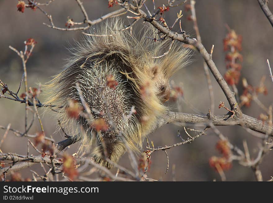 Porcupine in tree Saskatchewan Canada