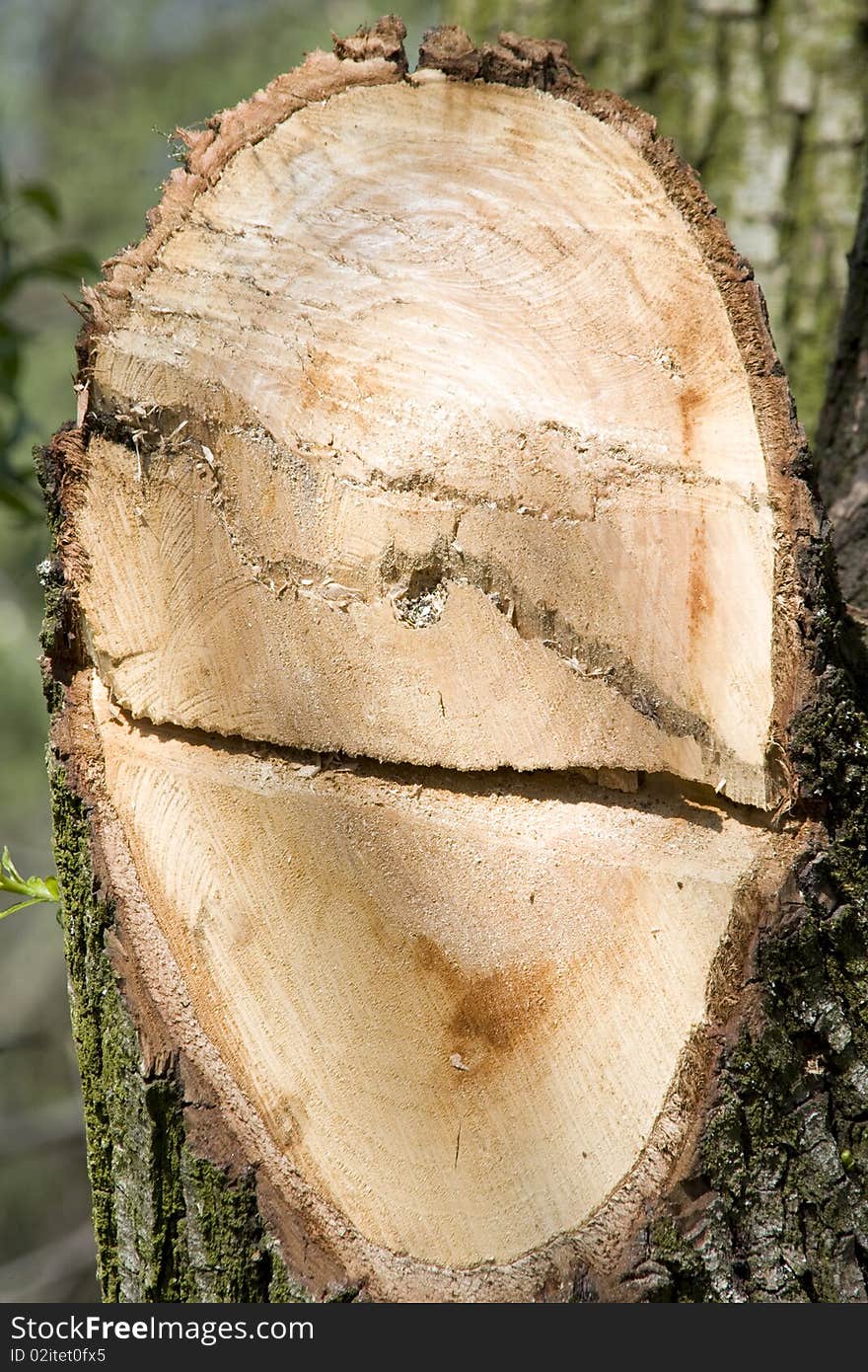 Cut tree in the forest like a smiling face. Cut tree in the forest like a smiling face