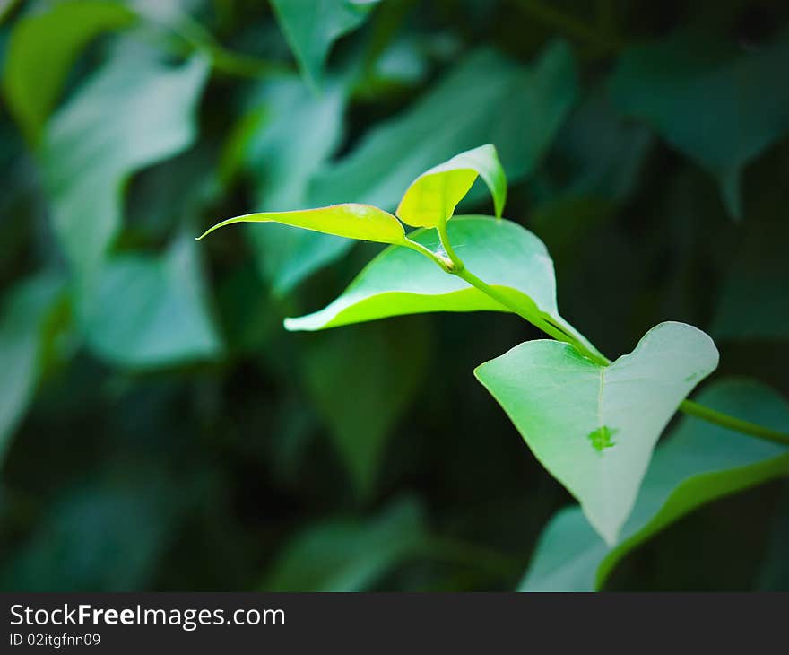 Young green leaves