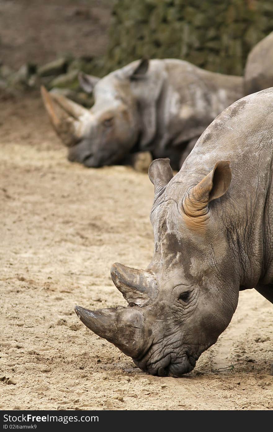 Rhino with in the background another one sleeping