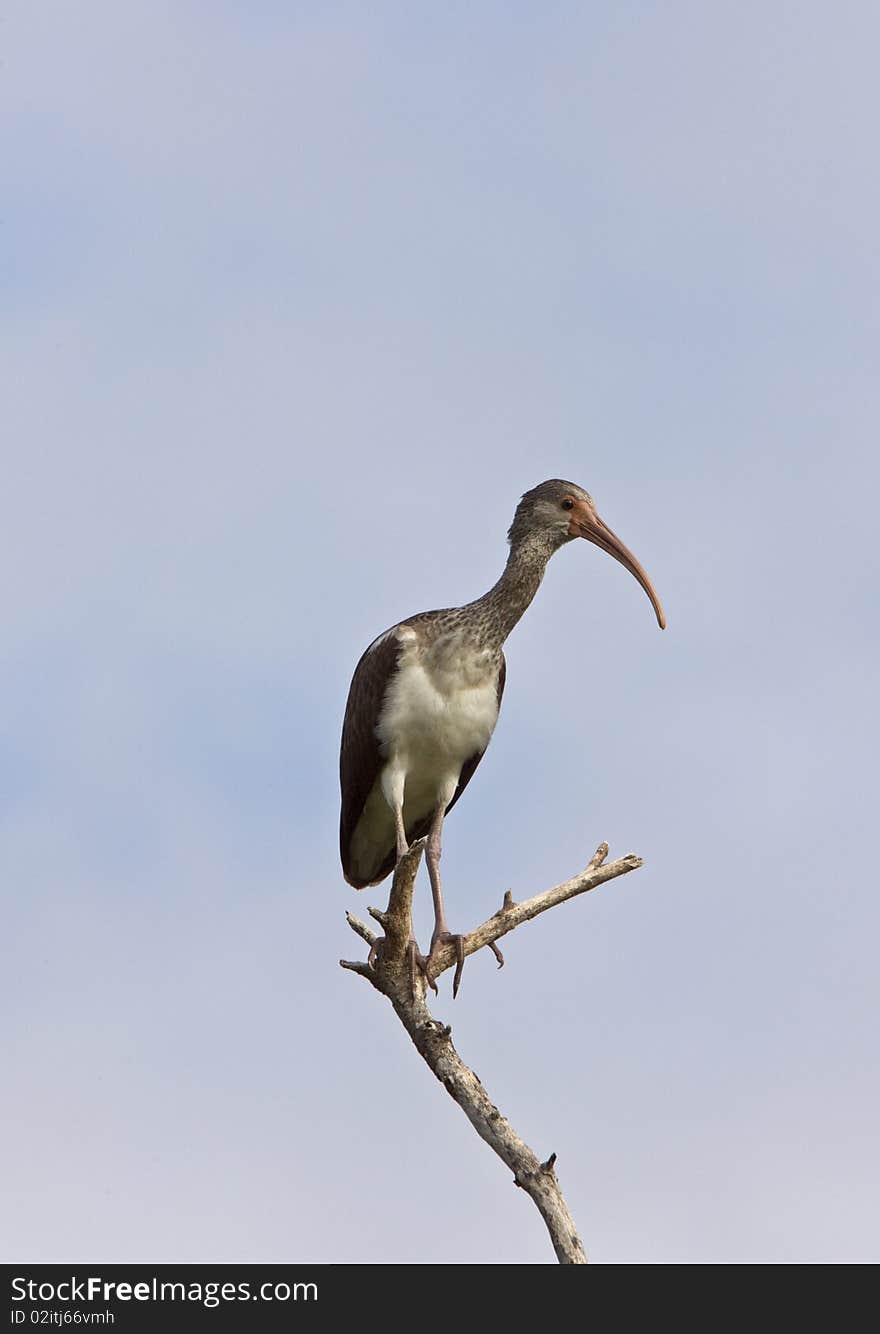 Wood Stork perched in Florida tree