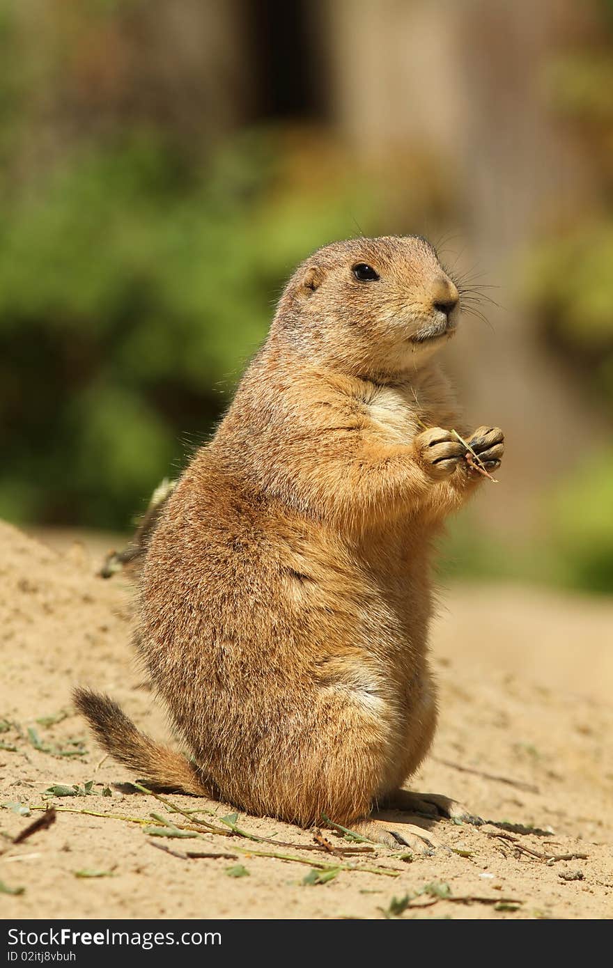 Cute prairie dog standing upright