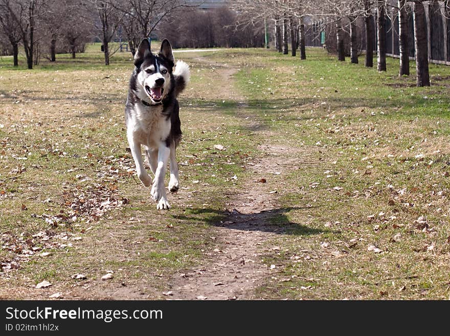 Running Dog