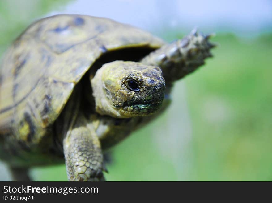 Sand turtle on green background with blurred Armor