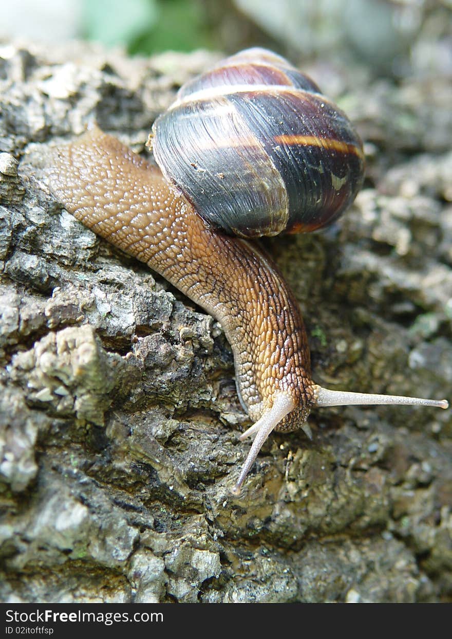 The big horned snail with small house creeps on roadside