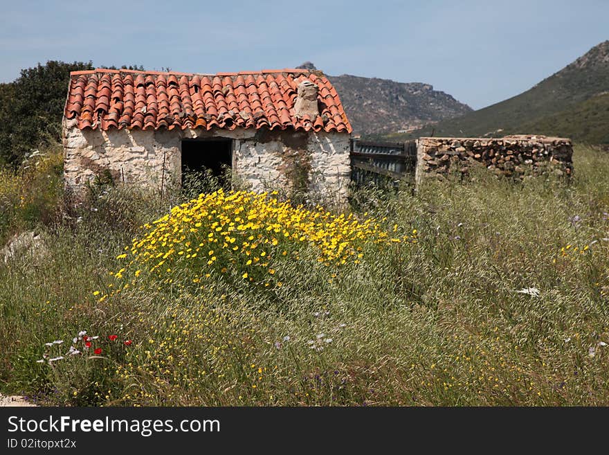 Italy Sardegna hinterland rural house abandom with yellow marguerites. Italy Sardegna hinterland rural house abandom with yellow marguerites