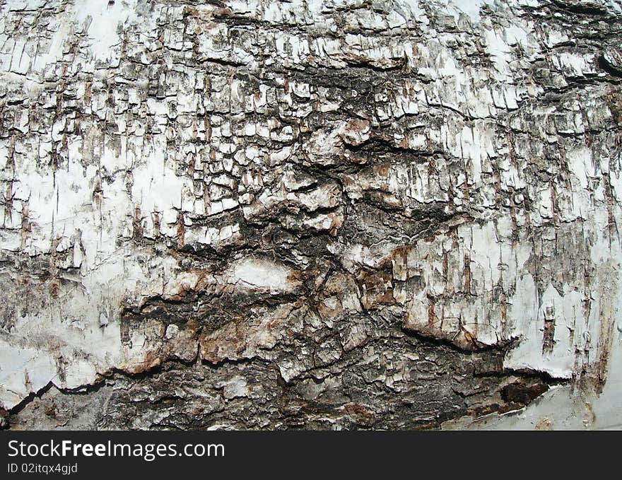 Background from a birch bark.