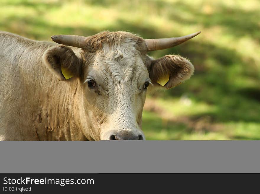 Cow looks out at grass. Cow looks out at grass