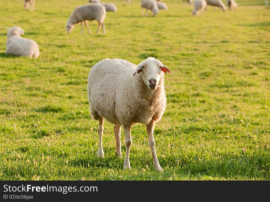 White ewe grazing in the green field