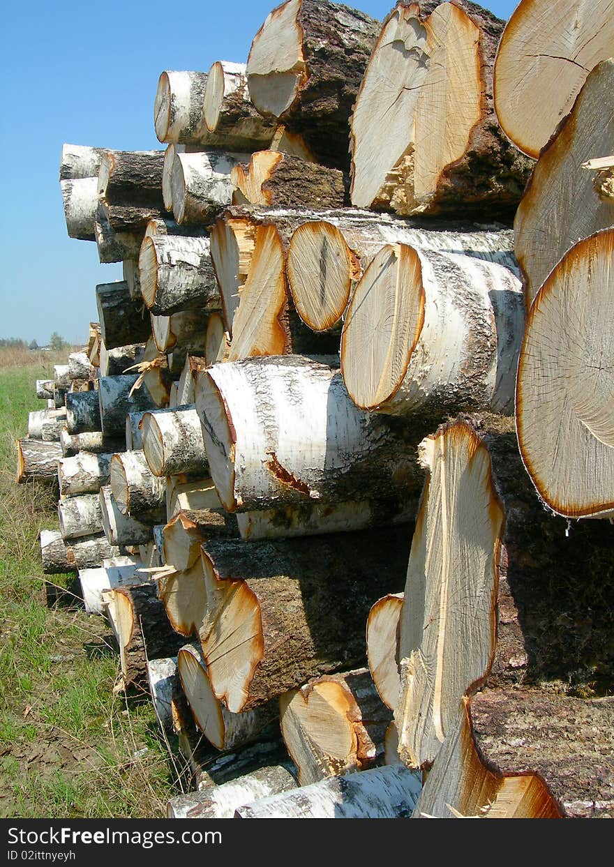 Birch Logs On A Background Of The Sky.