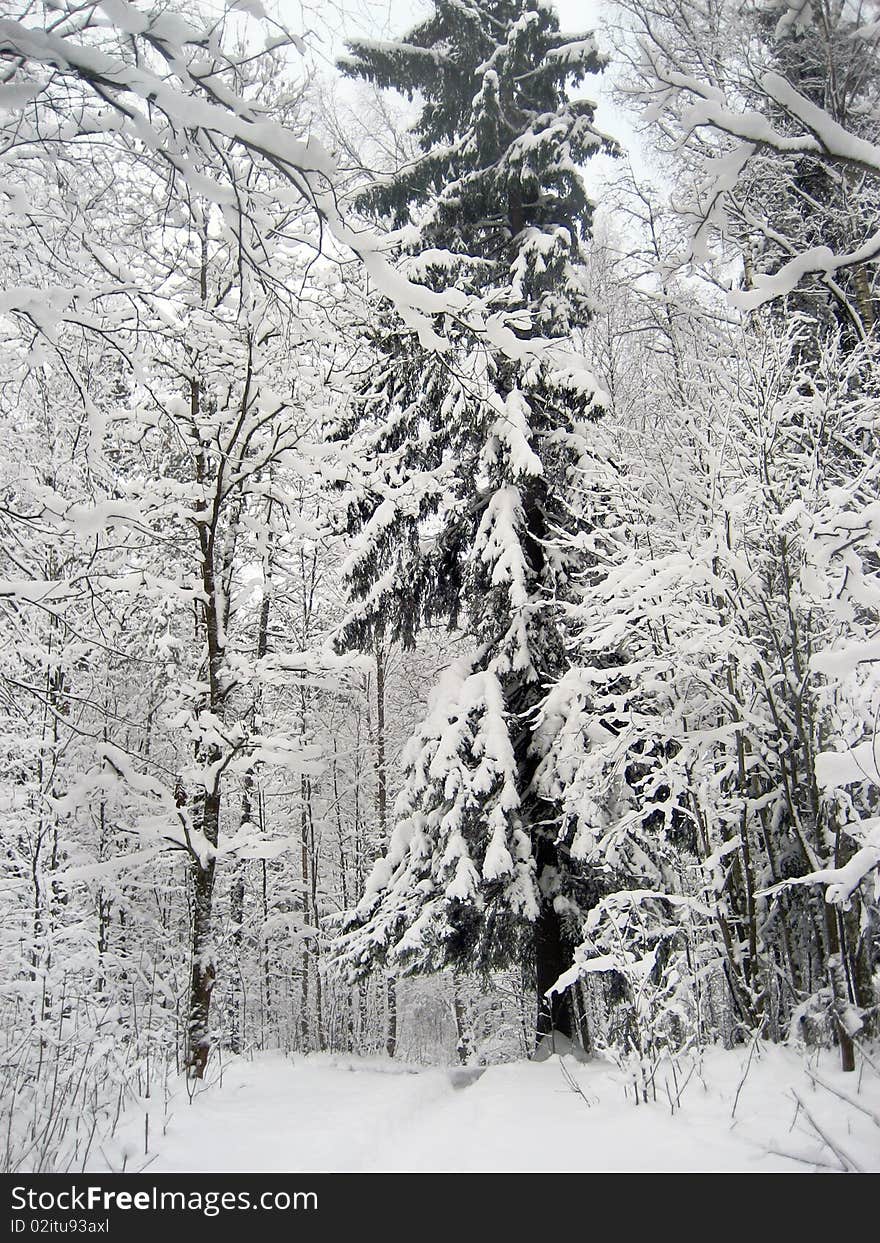 Winter in the Russian forest. Winter in the Russian forest