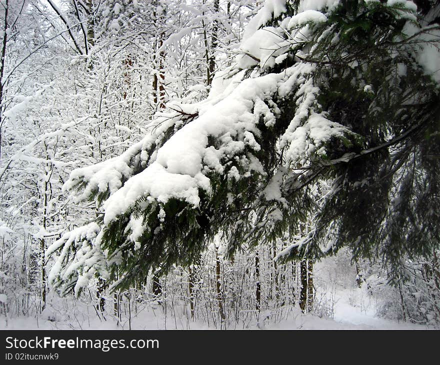 Winter in the Russian forest. Winter in the Russian forest