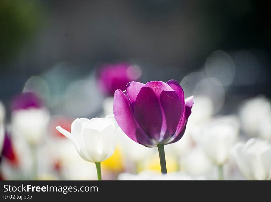 Beautiful spring flowers outdoor shot