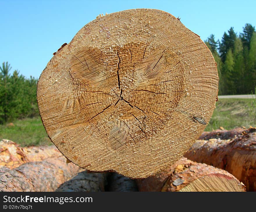 Cut of a pine log.