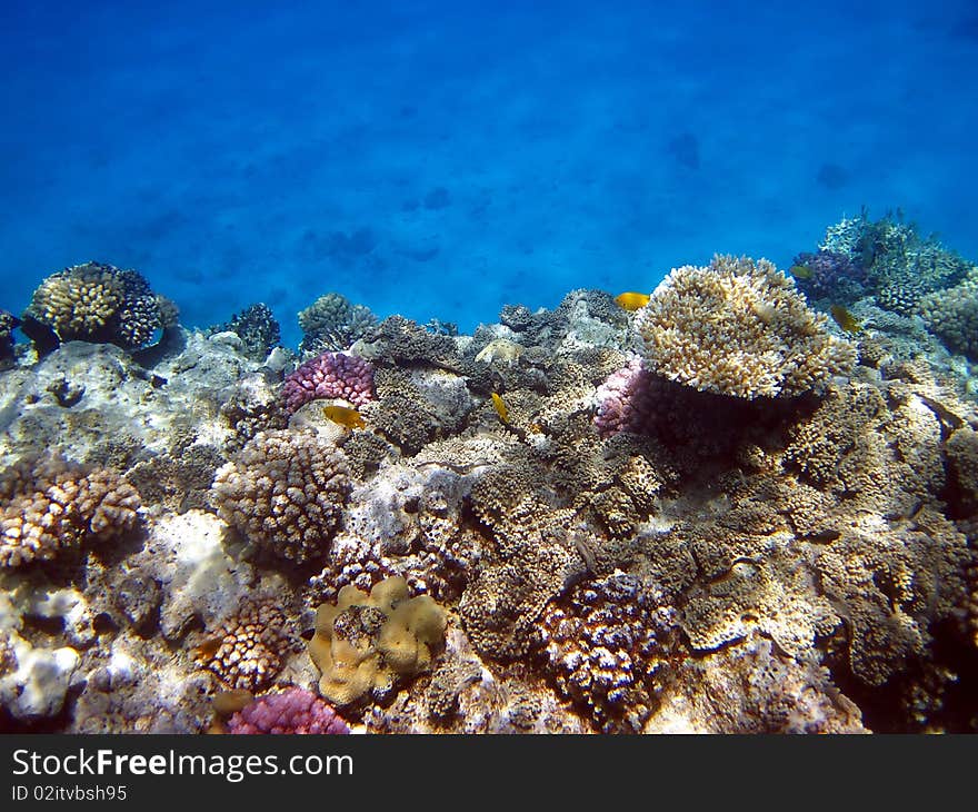 Coral reef and fish